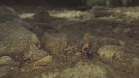 Little ant carries the leaf Stock-Footage 231483960