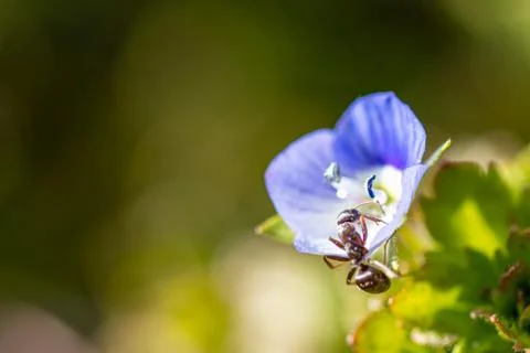 Little ant climbs up a little blue blossom Stock Photos