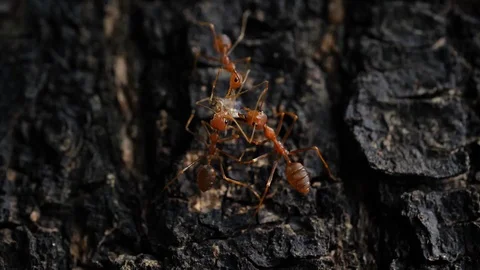 Little ant concept team working carry food on tree bark Stock Footage 89215539