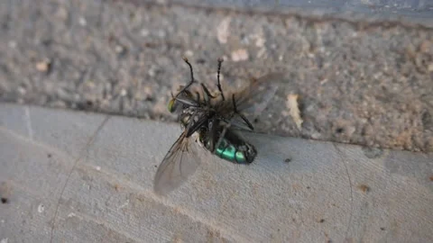 Little ant dragging a big fly on the floor Stock Footage 131790658