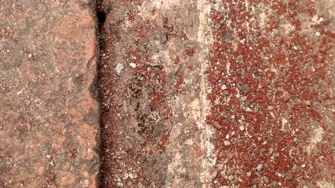 Little ant field Stock Footage 237794393