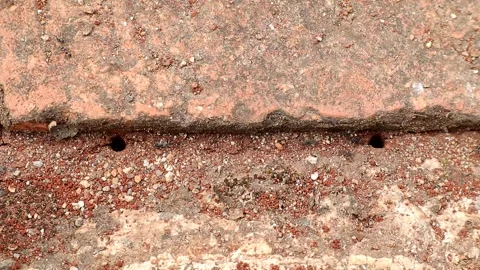 Little ant field Stock Footage 237794394
