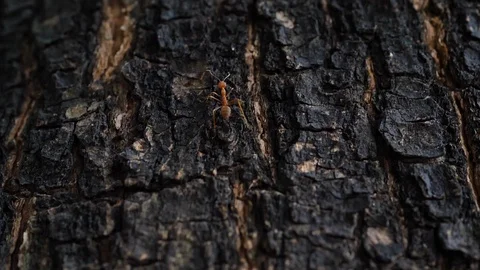 Little ant walking on tree bark Stock Footage 89214643