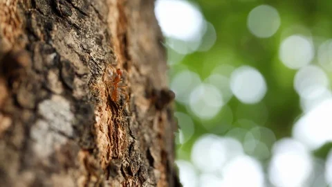 Little ant walking on tree bark Stock Footage 90377620