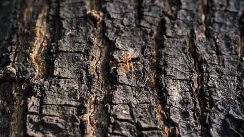 Little ant walking on tree bark Stock Footage 90377735