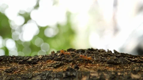 Little ant walking on tree Stock Footage 89214387