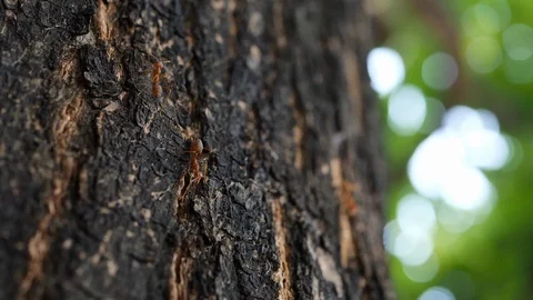 Little ant walking on tree Stock Footage 91219250