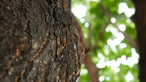 Little ant walking on tree Stock Footage 93105708