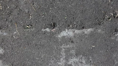 Little ants in an anthill 스톡 동영상 242722391