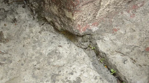 Little ants walking Stock Footage 99117270