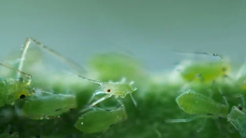 Little aphid walking Stockbeeldmateriaal 90003230