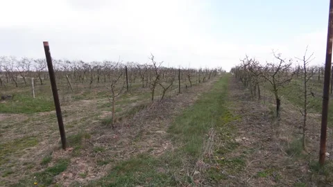 A little apple-tree grows in a garden. Young tree in a new apple orchard 스톡 동영상 129132865
