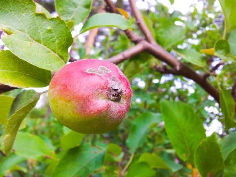 Little apple on tree Stock Photos