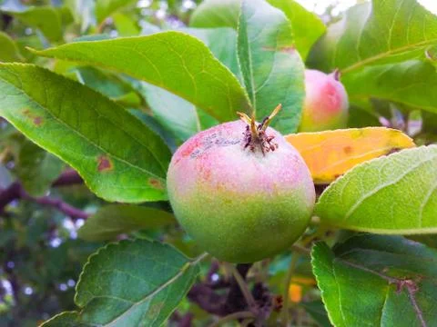 Little apple on tree Stock Photos