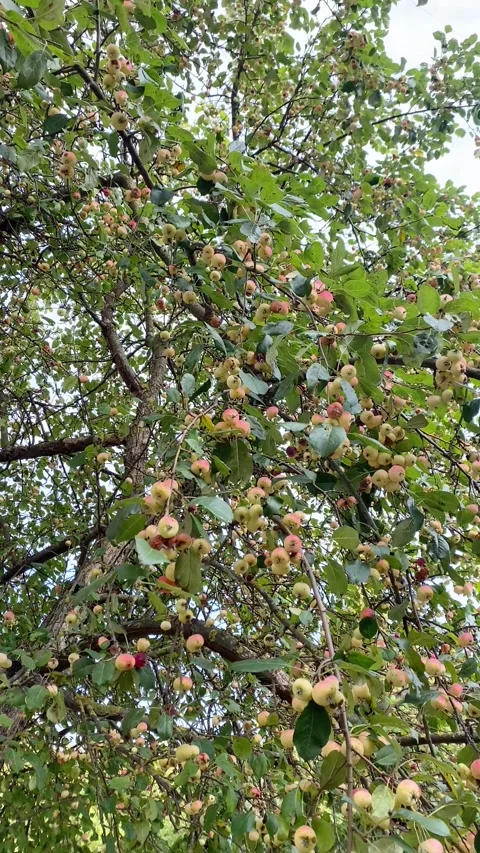 Little apples growing on a tree. Vertical video Stock Footage 283999513