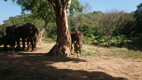 Little asian elephant eats the grass under the tree. Stock Footage 123144622