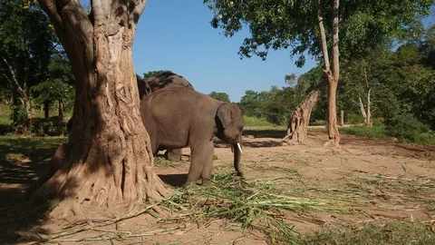 Little asian elephant eats the grass under the tree. Stock Footage 128691891