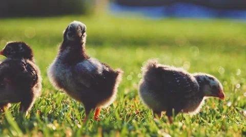 Little baby chickens on a green grass. Slow Motion 240 fps. Easter concept. Vídeos de archivo 55705053