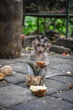 Little baby-monkey in monkey forest Stock Photos