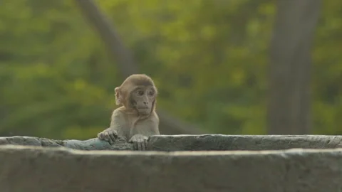 Little Baby Monkey Playing Hide And Seek Slow-motion In Delhi, India Stock Footage 148674967