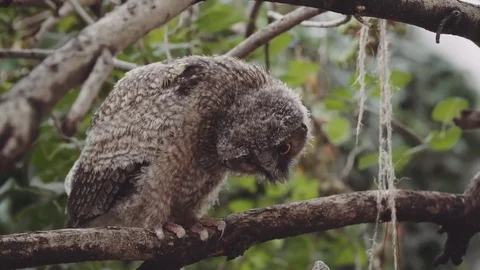 Little baby owl sitting on a branch bobbing head. Stock Footage