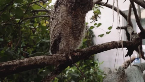 Little baby owl sitting on a branch. Stock Footage