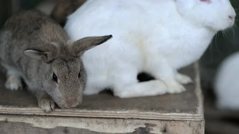 little baby Rabbit in cage on farm, two Stock Video Pond5