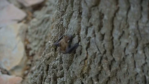 Little bat climb the tree Stock Footage 69777845