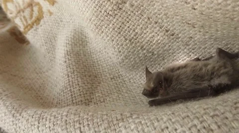 Little Bat Climbs on a Thin Braided Cloak House on The Island Dzharylgach Stock Footage 58357528