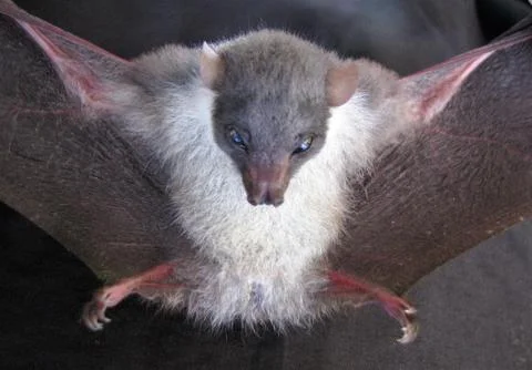Little Bat Photos