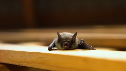 Little bat shows teeth. Stock Footage 113300583