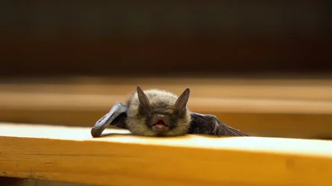 Little bat shows teeth. Stock Footage 115639678