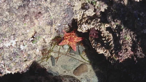 Little Bat Starfish Stock Footage 196187631