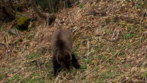 Little bear rod eats the roots in the autumn Stock Footage 126982451