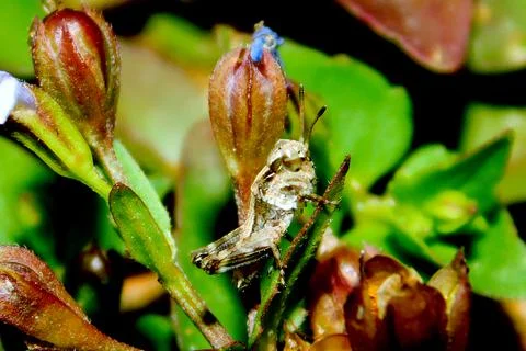 Little beautiful duetting grasshopper. Stockfoto's