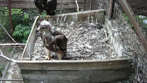 Little beautiful feathery eaglet is calling its mother Stock Footage 156793809