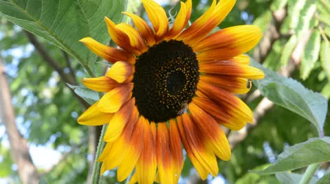 The little bee and sunflowe Stock Footage 25744272