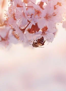 Little bee on the blooming cherry tree Stock Photos