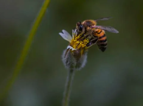 Little bee close up Stock Photos