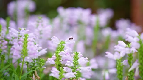 Little bee crawling on flower Stock Footage 218285877