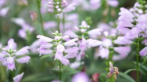 Little bee crawling on flower Video stock 218285900