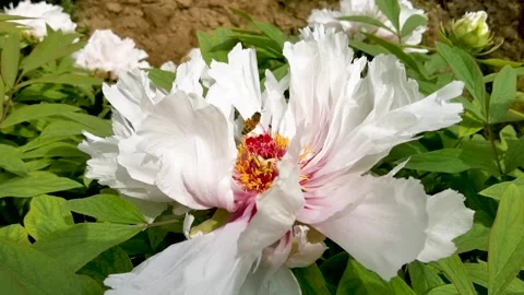 Little bee dancing in the peony Stock Footage 152448943