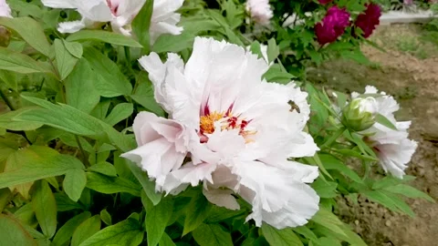 Little bee dancing in the peony Stock Footage 152448953