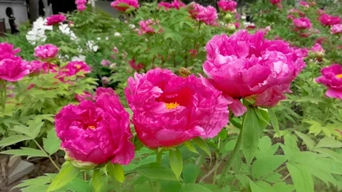 Little bee dancing in the peony Stock Footage 152448960