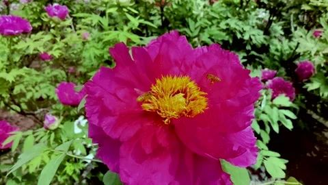 Little bee dancing in the peony Stock Footage 152448964