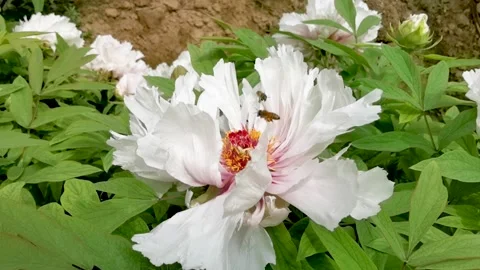 Little bee dancing in the peony Stock Footage 152448965