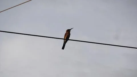 Little Bee-eater Bird Perching on a Wire . Stock Photos