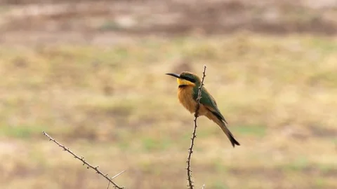 Little bee eater bird on stem at lake manyara Stock Footage 106174955