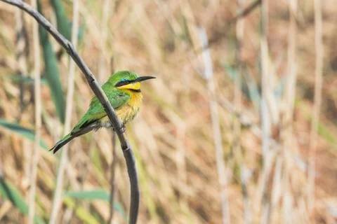 Little bee-eater on branch Namibia Stock Photos