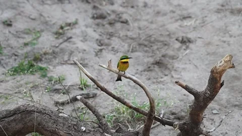 Little bee-eater on a dry tree in Maasai Mara Stock Footage 319069850